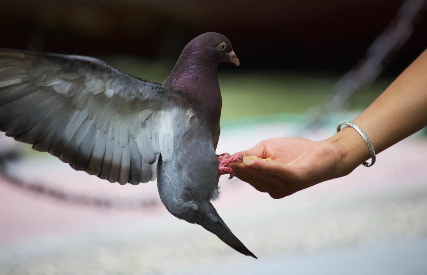 How To Support Birds During Recovery Phases