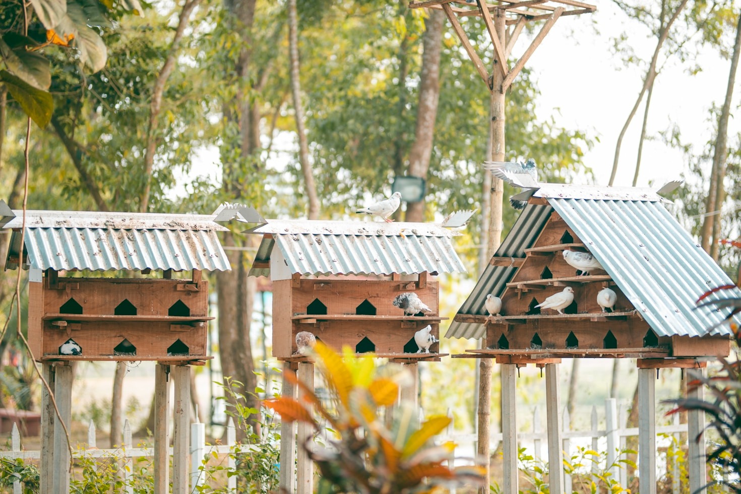 Understanding The Basics Of Avian Vitality